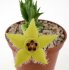  - ORBEA semota var. lutea