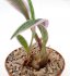  - LEDEBOURIA violacea f. variegate