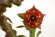  - FREREA indica
