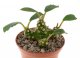  - DORSTENIA foetida