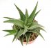  - ALOE cv. Sugar