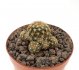  - DISCOCACTUS bueneckeri