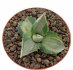  - AGAVE isthmensis cv. Ohi Raijin f. variegate