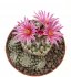  - TURBINICARPUS x pulcherrimus