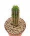  - HOODIA parviflora