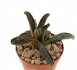  - ADROMISCHUS marianae f. spotted leaves