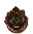  - ECHEVERIA cv. Champagne