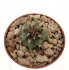  - TURBINICARPUS swobodae