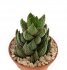  - HAWORTHIA coarcata