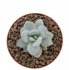  - ECHEVERIA laui