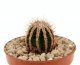  - ECHINOPSIS cv. HAKUJO         