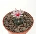  - TURBINICARPUS bonatzii