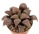  - HAWORTHIA pygmaea cv. Pink Beauty