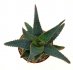  - ALOE cv. Papa Woody