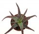  - ALOE cv. RFG