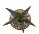 - ALOE cv. Lavender Star