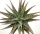  - ALOE cv. Blizzard