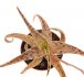  - ALOE cv. Silver Star