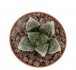  - HAWORTHIA cv. Dickson White