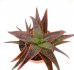  - ALOE cv. Medium Well Done