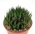  - HAWORTHIA cv. Hilda Wilbur