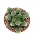  - HAWORTHIA cv. Hakuteijoh