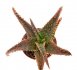  - ALOE cv. Viper
