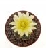  - COPIAPOA paposoensis  