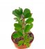 - ALLUAUDIA humbertii