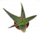  - ALOE cv. Carnival
