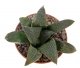  - HAWORTHIA cv. Siromusha