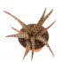  - ALOE cv. Lizard lips