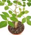  - BURSERA fagaroides