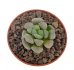  - CRASSULA mesembryanthemopsis