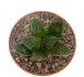  - HAWORTHIA cv. Kegani x springbokvlakensis 