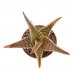  - ALOE cv. Bright Ember