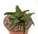  - ALOE castilloniae f. smooth form clone 1