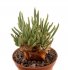  - AVONIA quinaria ssp. alstonii,  2 PIECES!