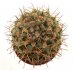  - NEOWERDERMANNIA vorwerkii