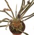  - ASTROPHYTUM caput-medusae, 2 pieces !