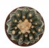  - NOTOCACTUS calvescens STU 15