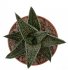  - HAWORTHIA cv. Kintaikyo 