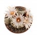  - PELECYPHORA valdeziana f. white flower