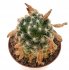  - MAMMILLARIA roczekii