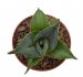  - AGAVE pumila