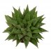  - HAWORTHIA cv. Michael Cocozza