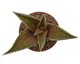  - HAWORTHIA cv. Jade Star