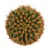  - MAMMILLARIA camptotricha cv. Bru