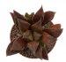  - HAWORTHIA cv. Chocolate