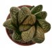  - HAWORTHIA cv. Hakuya ex Hiroshi Nakatani